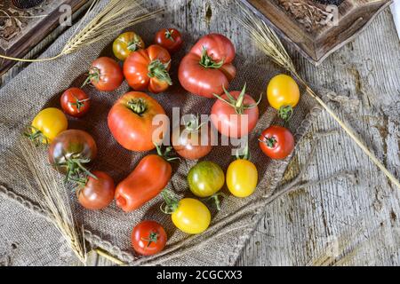 Différentes sortes de tomates placées sur un fond de jute rustique Banque D'Images