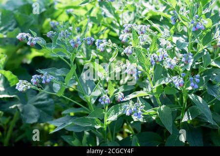 La brousse luxuriante de la comfréie commune (Symphytum officinale) fleurit en été par temps ensoleillé. Banque D'Images