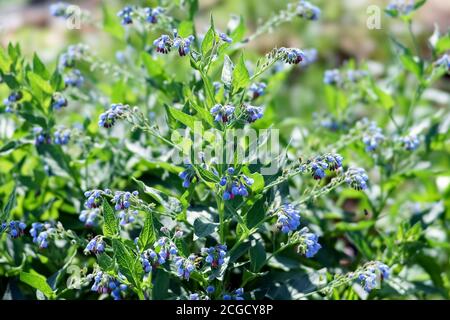 La végétation luxuriante de Comfrey Medicinal (Symphytum officinale) fleurit en été ensoleillé jour. Banque D'Images