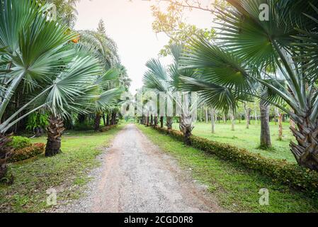 Jardin de palmiers avec route rurale dans le tropical été / chemin et palmier décorent le jardin et la feuille verte Banque D'Images