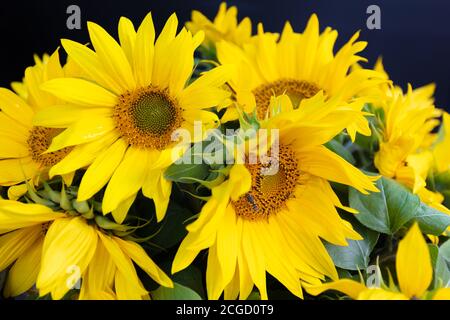 bouquet de tournesols gros plan, sur fond noir. Photo de haute qualité Banque D'Images