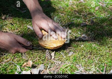 L'homme tient le champignon trouvé avec ses doigts dans le forêt en saison des champignons Banque D'Images