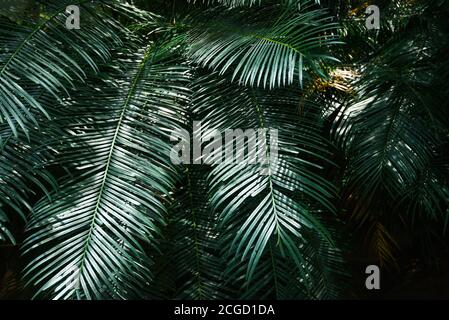 Plam vert naturel feuilles sur fond sombre / belles feuilles dans la forêt tropicale jungle végétale Banque D'Images