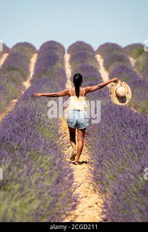 Les champs de lavande rose pourpre fleurissent en Provence France Banque D'Images