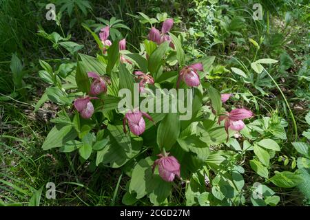 Vue de Bush d'espèces rares orchidées sauvages grandiflora Lady's Slipper (Cypripedium ventricosum) dans la forêt. Banque D'Images