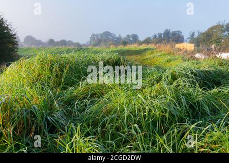 Une longue herbe rosée et froide, le matin d'automne, dans la campagne du sud de l'Angleterre, au Royaume-Uni. Banque D'Images