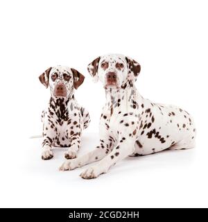 Deux dalmatiens européens avec une couche blanche marquée de taches noires et de couleur du foie, couchés sur un fond blanc sans couture Banque D'Images