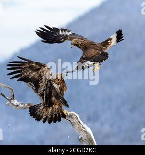 Combats d'aigles Banque D'Images