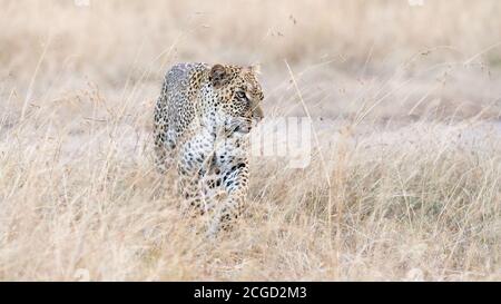 Chasse au léopard africain (Panthera pardus) en herbe, Talek, réserve de Masai Mara, Kenya, Afrique de l'est Banque D'Images