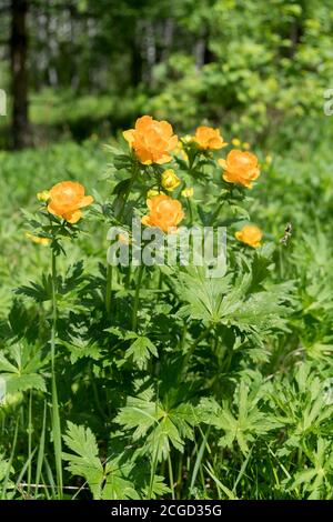 Fleurs d'orange Globe-flower asiatique (lat. Trolllius asioticus) dans le défrichement de la forêt, un jour d'été ensoleillé. Banque D'Images