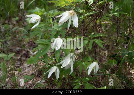 Knyazhik sauvage Liana sibérien (ATRAGENE sibirica L.) du genre Clematis, de la famille des buttercup dans les bois. Banque D'Images