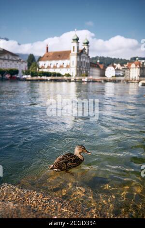 Canard nageant dans la rivière Reuss contre l'église jésuite. Journée ensoleillée à Lucerne, Suisse. Banque D'Images