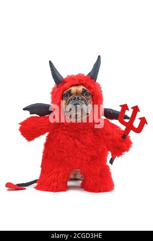 Drôle de chien Bulldog avec diable rouge Halloween costum portant un costume tout-corps moelleux avec de faux bras tenant la fourche, avec queue de diable, cornes et b Banque D'Images