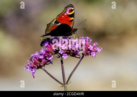 Peacock papillon sur fleur Inachis io assis sur Verbena bonariensis Fleur de septembre Banque D'Images