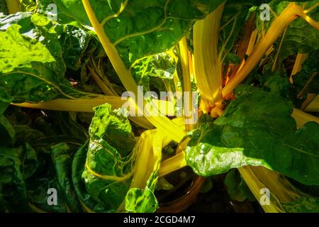 Légumes à feuilles Yellow mangold Swiss Chard 'Bright Yellow' Banque D'Images