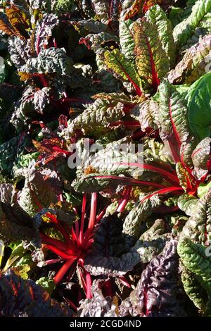 Rouge mangold en rangée de produits de jardin de légumes de Chard suisse Banque D'Images