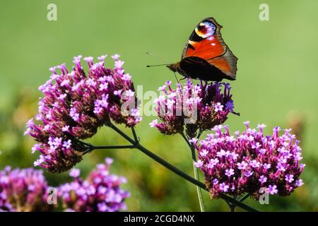 Verbena bonariensis papillon paon sur fleur Inachis io assis sur verveine Argentine Verbena bonariensis papillon fleur de septembre Verbena Banque D'Images