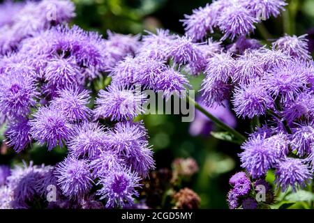 Ageratum Bleu Mink Banque D'Images