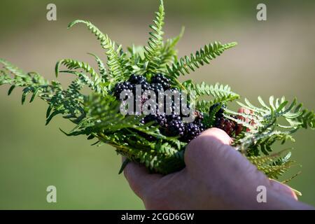 Main tenant des mûres sauvages dans des fougères végétales, des Rosaceae, des fruits comestibles Rubus Banque D'Images