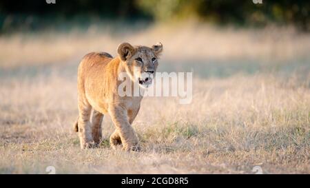 Lion cub (Panthera leo) au lever du soleil à Masai Mara, Kenya Banque D'Images