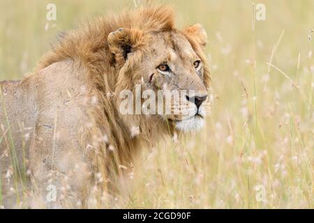 Le lion masculin africain (Panthera Leo) chasse dans le gazon à Masai Mara, au Kenya Banque D'Images