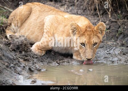 Lion cub eau potable de l'étang, Masai Mara, Kenya Banque D'Images