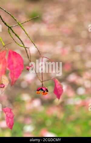 Gros plan des feuilles roses rouges et des fruits d'Euonymus oxyphyllus - arbre de broche coréen. Angleterre, Royaume-Uni Banque D'Images