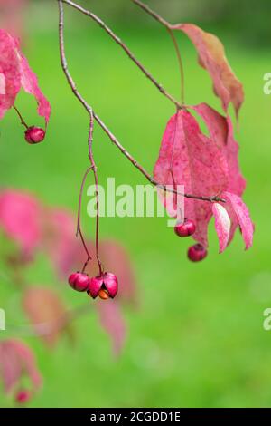 Gros plan des feuilles roses rouges et des fruits d'Euonymus oxyphyllus - arbre de broche coréen. Angleterre, Royaume-Uni Banque D'Images