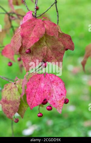 Gros plan des feuilles roses rouges et des fruits d'Euonymus oxyphyllus - arbre de broche coréen. Angleterre, Royaume-Uni Banque D'Images