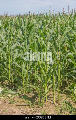 Maïs / maïs Sweetcorn / Zea mays culture dans le champ de Cornwall avec ciel bleu d'été. Culture du maïs sucré au Royaume-Uni (comme alimentation animale), champ de rêves. Banque D'Images