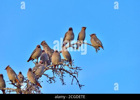 Un troupeau d'oiseaux de la cire de Bohême débarquant sur un mort arbre sur fond bleu ciel Banque D'Images