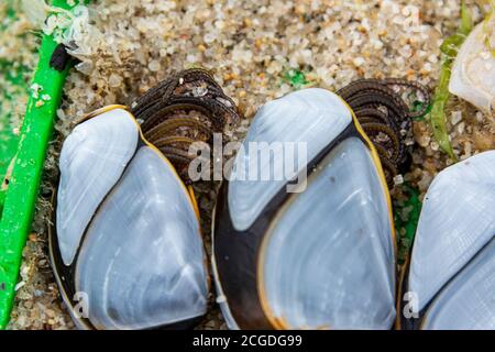 Barnacles d'oie commune (Lepas anatifera) Banque D'Images