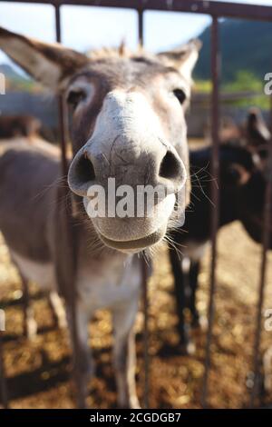l'âne a collé son visage à travers les barres de la ferme Banque D'Images