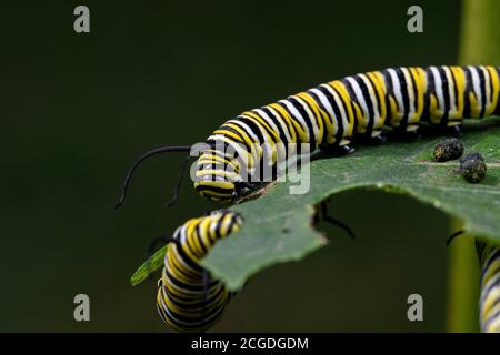 chenille de papillon de monarque sur feuille de laitoued. C'est un papillon de la famille des Nymphalidae qui est menacé par la perte d'habitat aux États-Unis. Banque D'Images