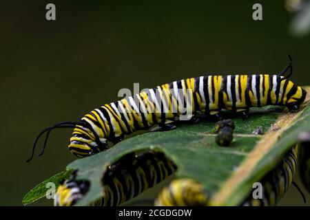 chenille de papillon de monarque sur feuille de laitoued. C'est un papillon de la famille des Nymphalidae qui est menacé par la perte d'habitat aux États-Unis. Banque D'Images