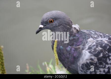 portrait d'une colombe en gros plan Banque D'Images
