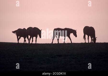 COURSES DE CHEVAUX EN DÉBUT DE MATINÉE, CHURCHILL DOWNS, LOUISVILLE, KENTUCKY, ÉTATS-UNIS, ANNÉES 1980 Banque D'Images
