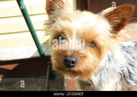 Portrait du Yorkshire Terrier en gros plan Banque D'Images