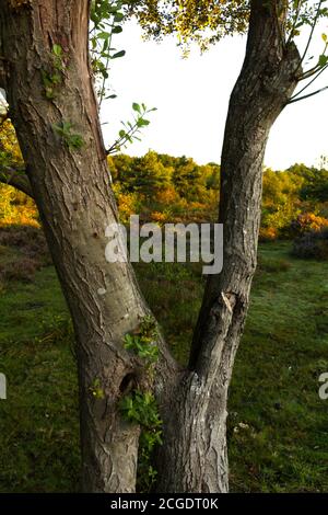 fourche d'arbre clooney Banque D'Images