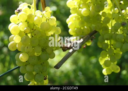 Raisins blancs sur la vigne dans une belle lumière automnale Banque D'Images