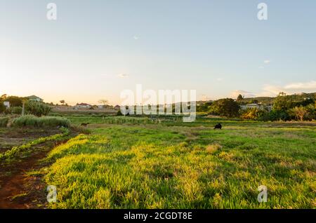 Lumière du soleil sur un paysage vert Banque D'Images