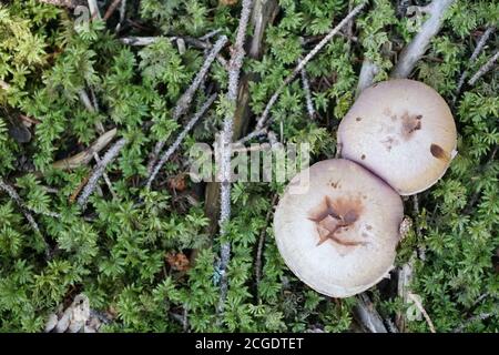 Champignons sur le sol vert de la forêt avec une photo d'espace négative. Prise de vue en grand angle. Banque D'Images