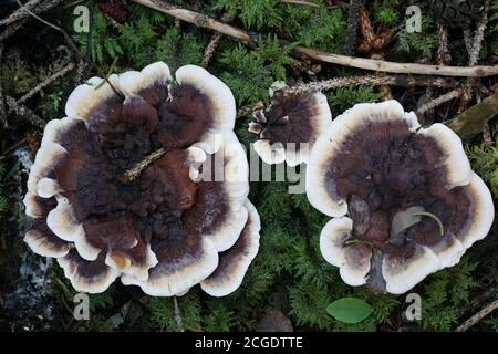 Champignons sur le sol vert de la forêt avec une photo d'espace négative. Prise de vue en grand angle. Banque D'Images