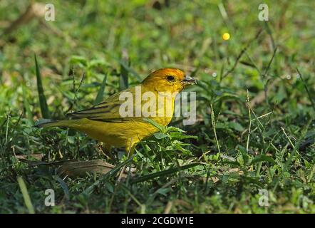 Safran Finch (Sicalis flaveola brasiliensis) adulte mâle se nourrissant au sol REGUA, Forêt pluviale de l'Atlantique, Brésil Juillet Banque D'Images