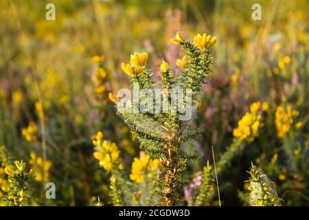Plante de fleur jaune de gorse Banque D'Images
