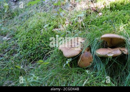 Champignons sur le sol vert de la forêt avec une photo d'espace négative. Banque D'Images