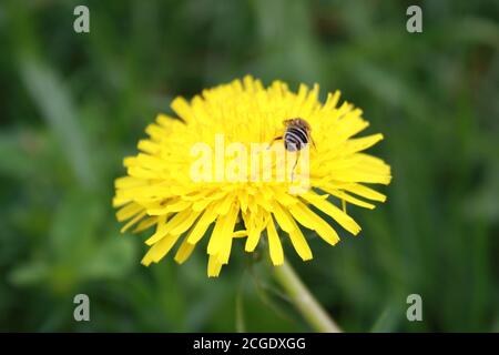 petite abeille sauvage assise sur une fleur de pissenlit Banque D'Images