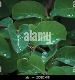 La mouche européenne wellsuckle lonicera xylosteum periclymenum nain arbuste woodbine, nouvelle jeune plante verte laisse des raindrops frais, grand détail horizontal Banque D'Images