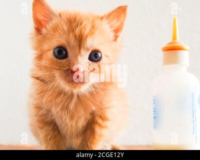 Orange tabby chaton assis à côté de sa bouteille. Banque D'Images