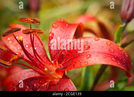 Tiger Lily (Lilium lancifolium, syn. L. tigrinum) dans la pluie. Profondeur de champ Banque D'Images